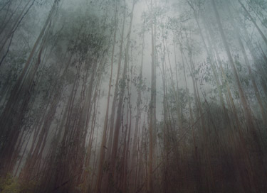 spooky dreamlike forest photographs