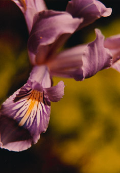 orchid photographs