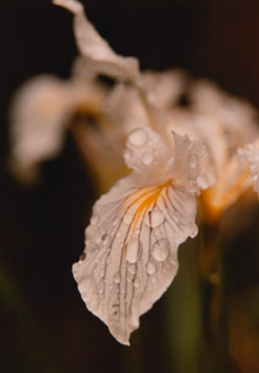 floral orchid photographs
